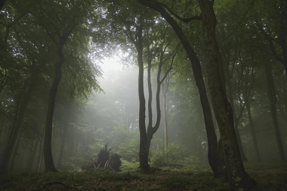 Waldlandschaft mit rustikalem Baumstumpf im Nebel des Quellental-Tals