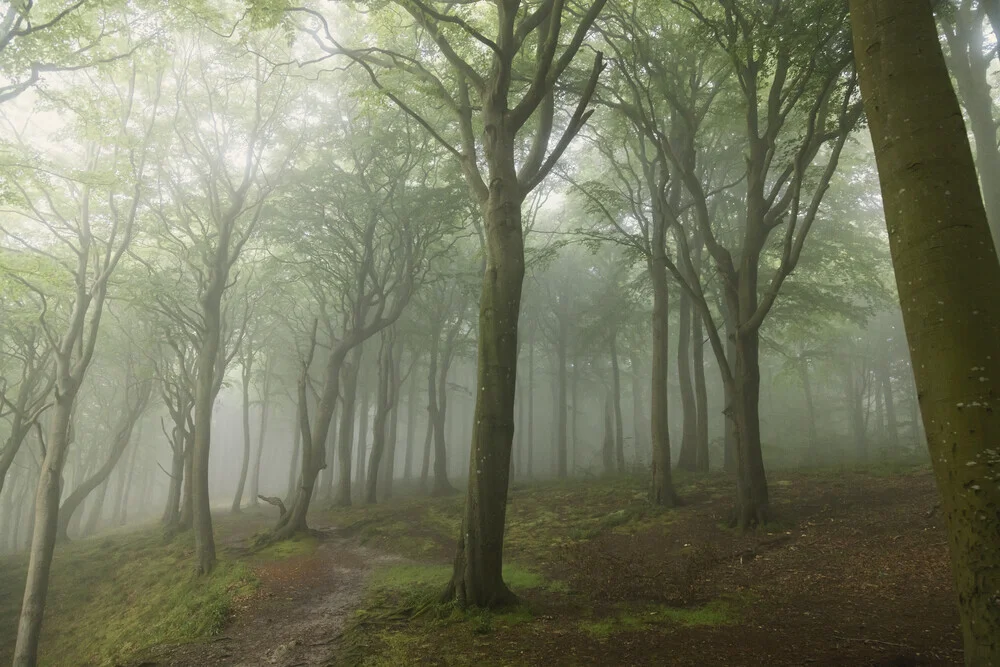 Narrow forest path in the morning mist of a summer forest
