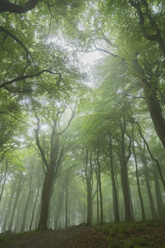 Fotokunst von Nadja Jacke: Mistige Baumkronen an einem Sommermorgen
