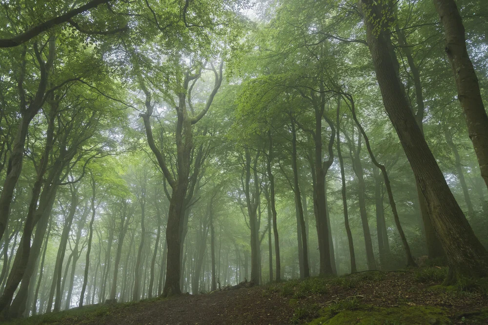 Waldaufnahme mit Bäumen im sommerlichen Nebel, ruhige und mystische Stimmung.