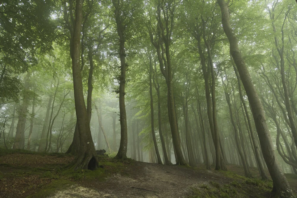 Sommerlicher Nebelwald mit Bäumen, sanfte Stille und mystische Atmosphäre