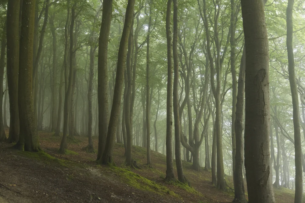 Fotokunst von Nadja Jacke: Sommermorgen im nebligen Wald mit ruhiger Stimmung.