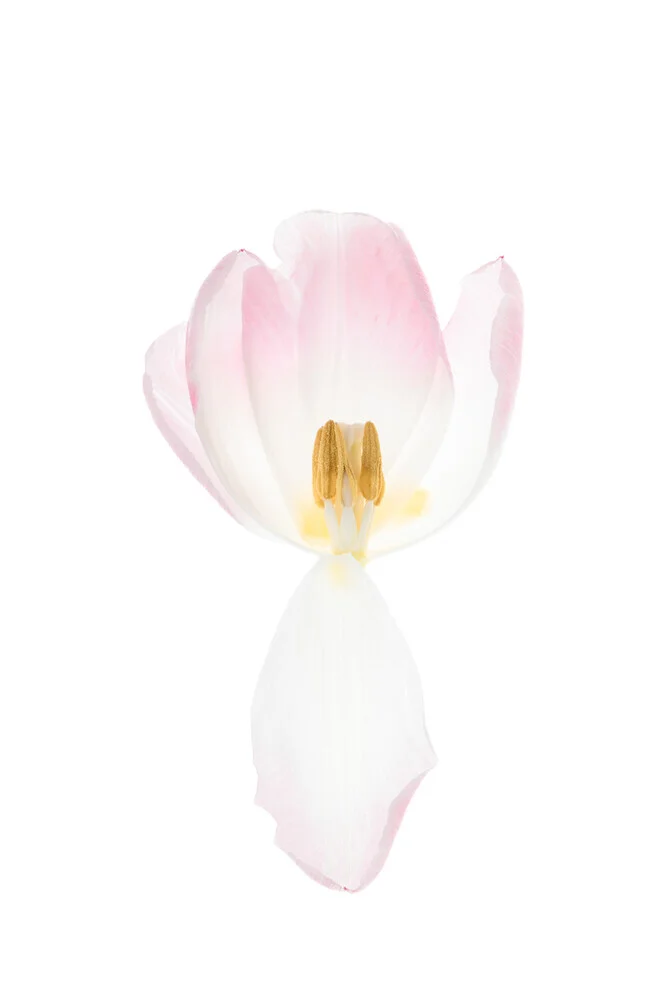 Pastellfarbene Tulpenblüte in sanften Tönen, strahlt Leichtigkeit und Eleganz aus