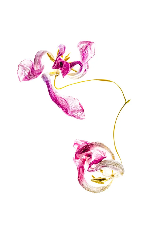 Fotokunst von Anke Dörschlen: vertrocknete Tulpenblüten in sanften Rosatönen