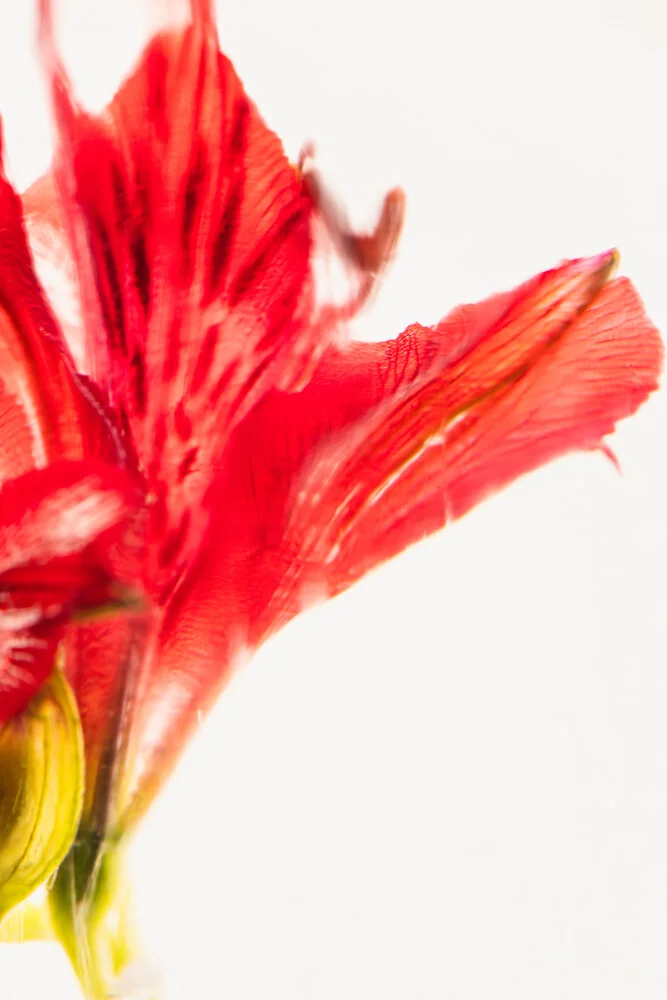 Fotokunst von Marc Heiligenstein: Blüte einer Inkalilie in klarem Eis