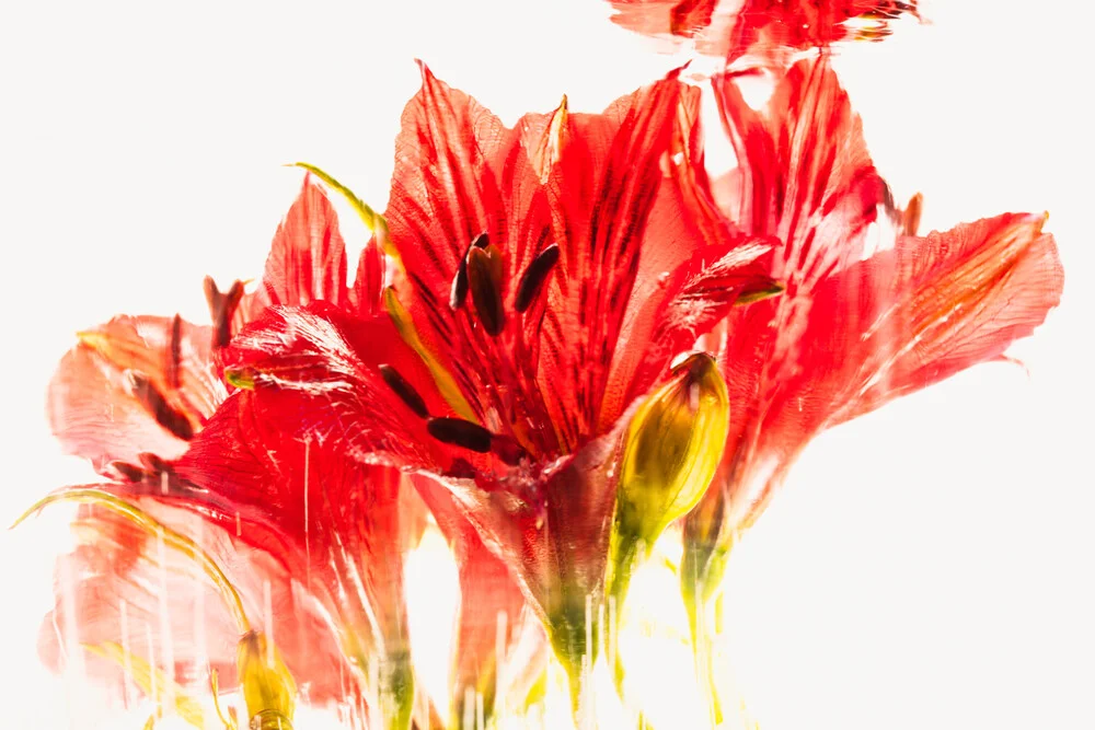 Photo art by Marc Heiligenstein: Alstroemeria blossoms frozen in ice
