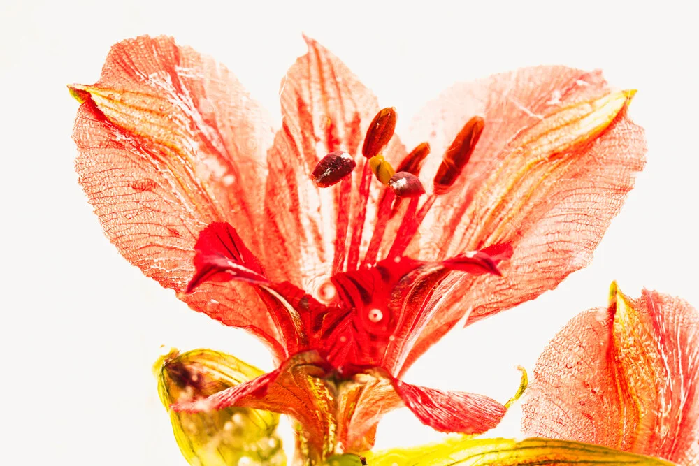 Wide-open Inca lily blossom gently encased in ice.