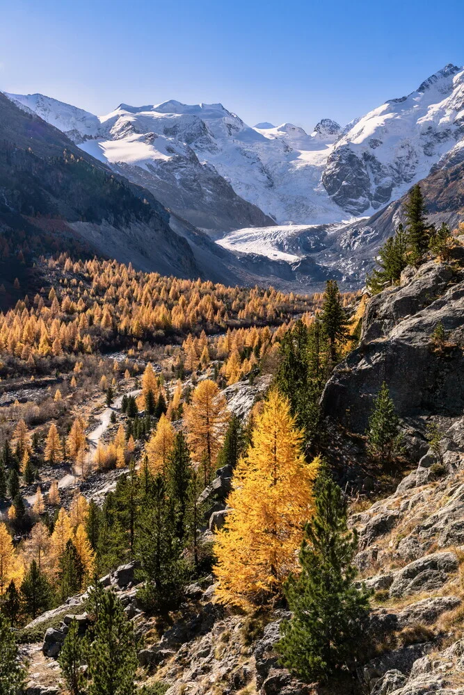 Charming autumn landscape in Morteratsch Valley with glacier and larches.