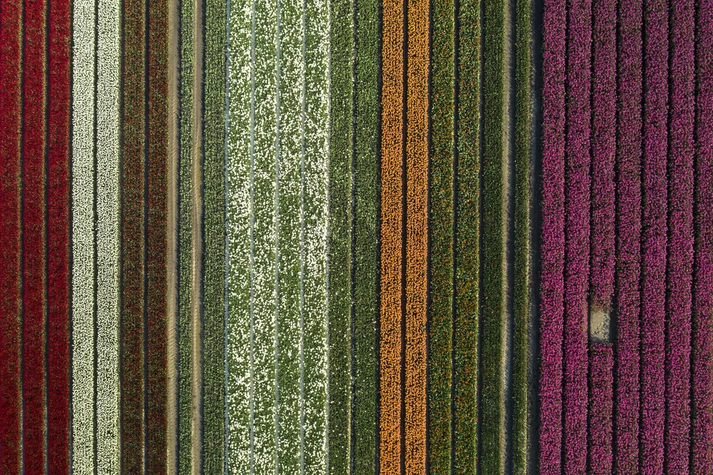 Aerial view of a colorful tulip field in Holland showcasing the vibrant flower colors.