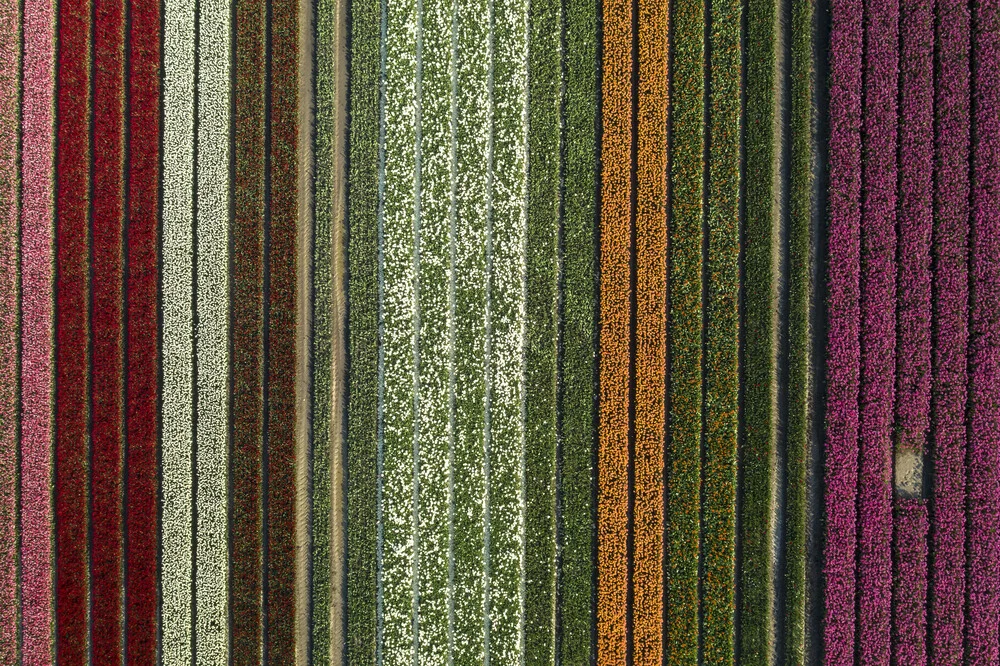 Photo art by Achim Thomae: Colorful tulip field in the Netherlands from a bird's eye view