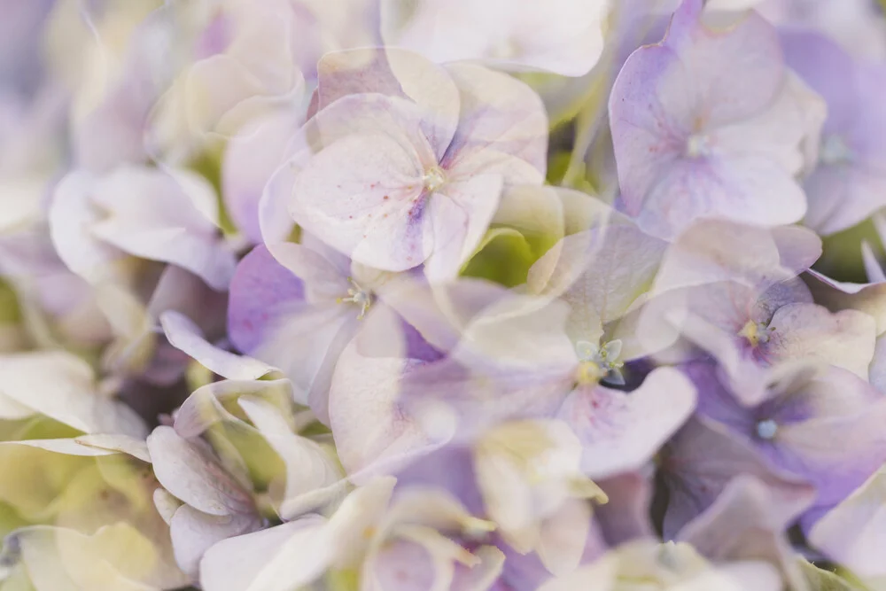 Fotokunst von Nadja Jacke: Doppelbelichtung von lila Hortensienblüten.