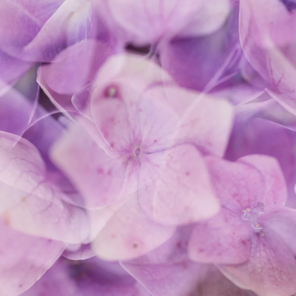 Fotokunst von Nadja Jacke: sanfte Doppelbelichtung von lila Hortensienblüten
