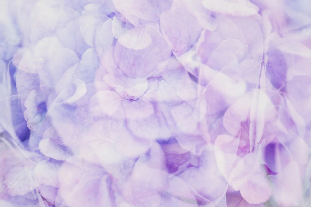 Fotokunst von Nadja Jacke: sanfte lila Hortensienblüten in abstraktem Stil