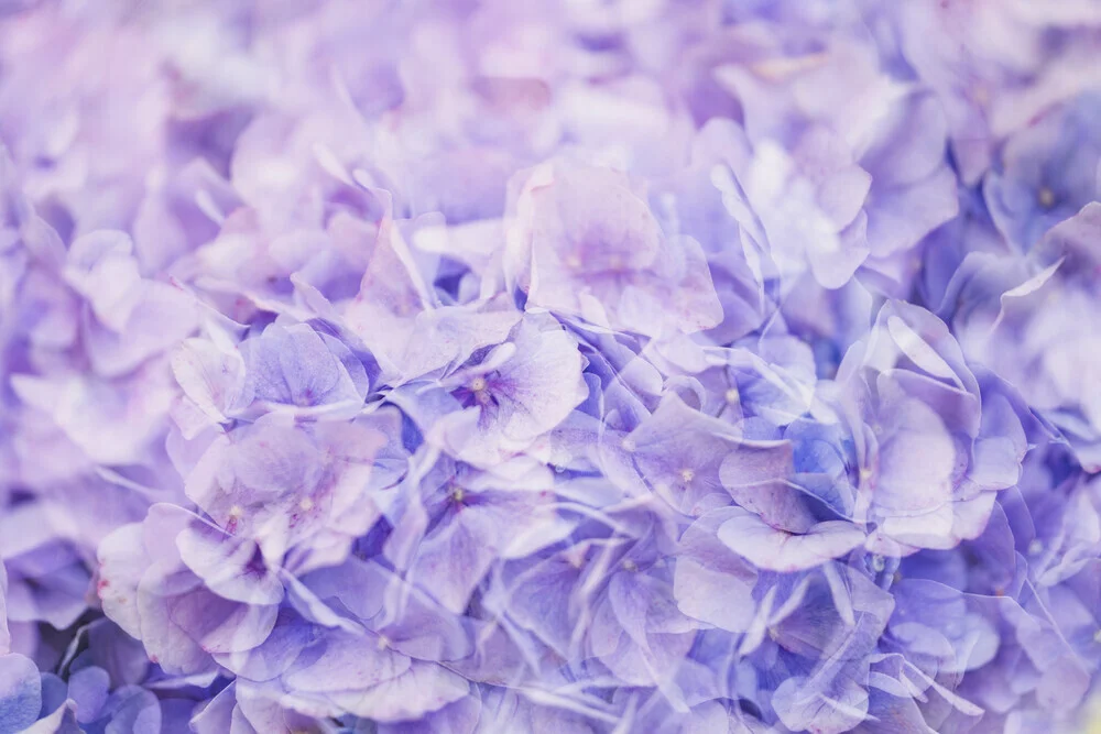 Fotokunst von Nadja Jacke: abstrakte Darstellung von lila Hortensienblüten