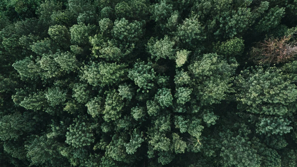 Fotokunst von Christian Seidenberg: Baumgeometrie aus der Vogelperspektive auf den Philippinen