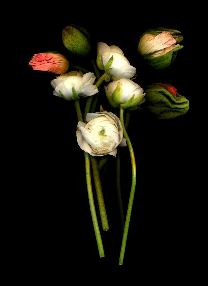 Fotokunst von Ramona Reimann: zarte Blüten auf hellem Hintergrund, die Ruhe ausstrahlen.