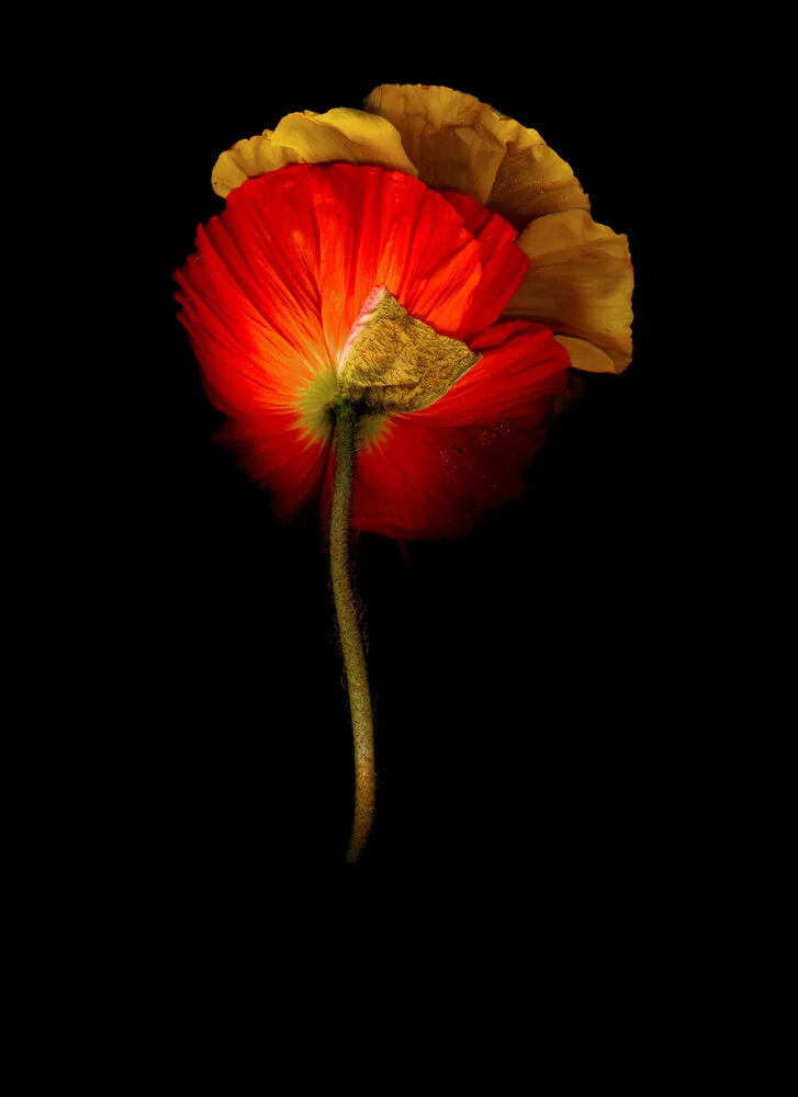 Fotokunst von Ramona Reimann: bunte Blumen in sanften Tönen, die Frische und Energie ausstrahlen.