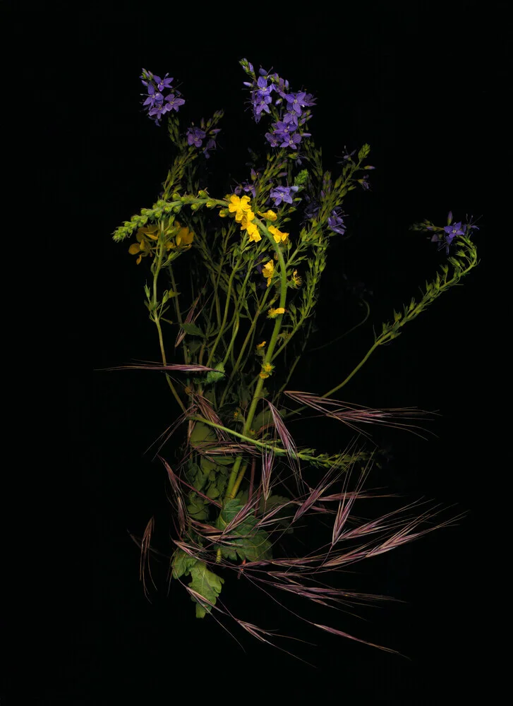 Fotokunst von Ramona Reimann: bunte Wiese mit wildblühenden Pflanzen