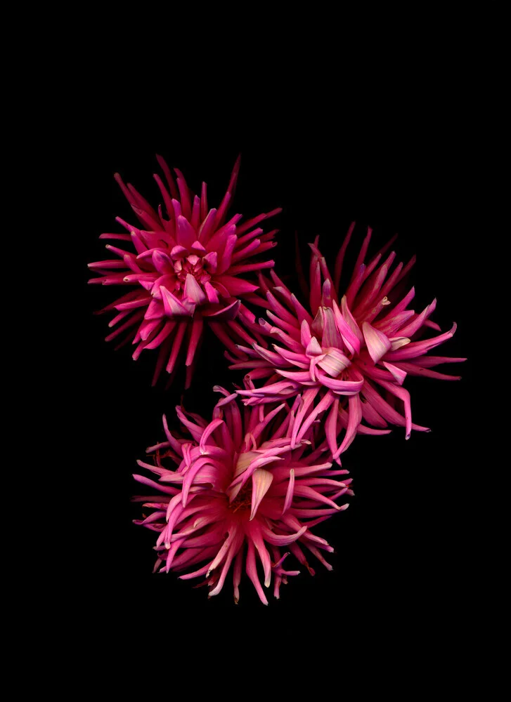 Fotokunst von Ramona Reimann: zarter Blumenstrauß mit leuchtenden Farben