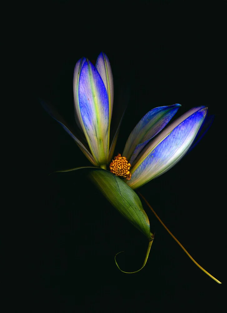 Photo art by Ramona Reimann: gentle blue blossoms on a black background