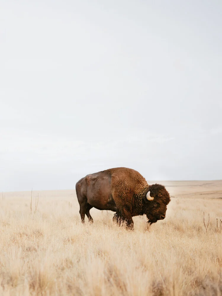 Rustic bison in nature, peacefully standing under the warm sunlight.