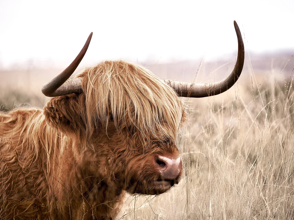Photo art by Gal Pittel: a cute Highland cow on a farm Photo art by Gal Pittel: a cute Highland cow on a farm