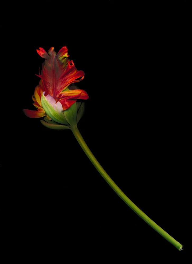 Photo art by Ramona Reimann: gentle light and shadow gradients on a tulip.