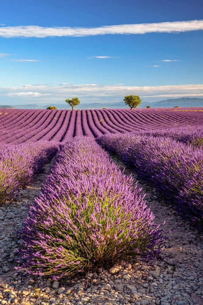 Photo art by Achim Thomae: Lavender fields in Southern France under a blue sky.