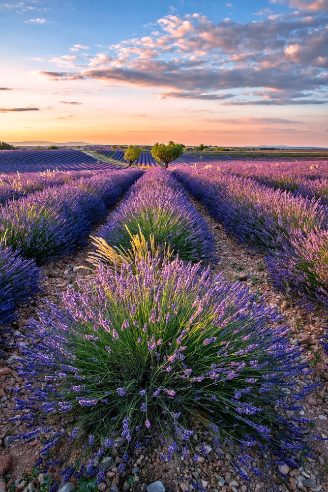 Photo art by Achim Thomae: sunset over lavender fields in southern France