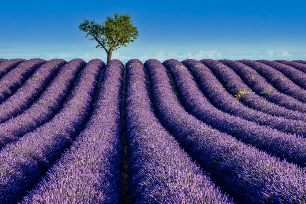 Lavender field in southern France, soft colors and symmetry under a blue sky