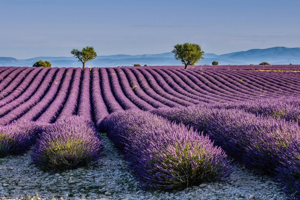 Photo art by Achim Thomae: Lavender field in southern France, purple blooms under blue sky