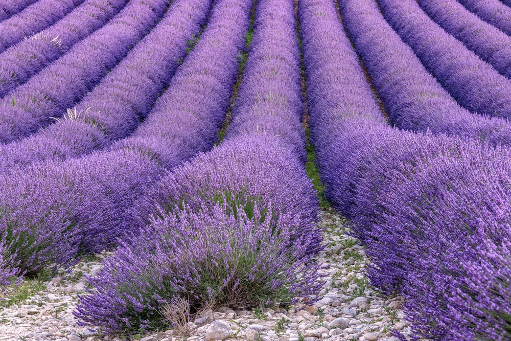 Photo art by Achim Thomae: Lavender field in Provence with purple blossoms and symmetrical layout