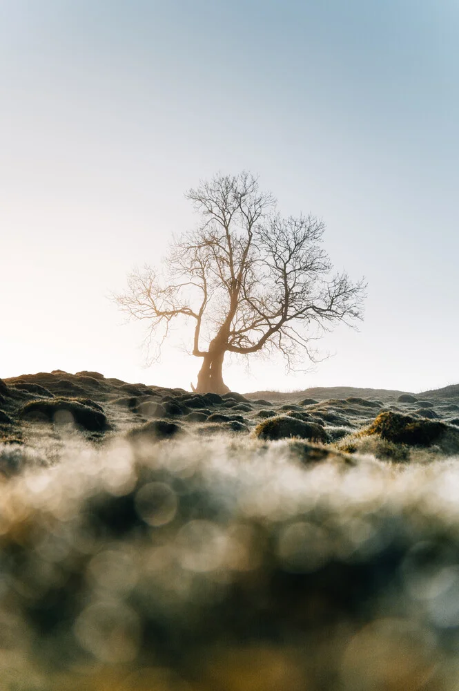 Wunderschöner Baum unter einem wolkenlosen Himmel, umgeben von einer grünen Wiese.