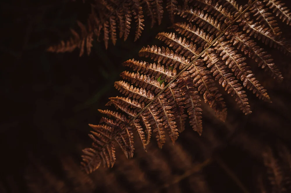 Forest scene with fern: calm, green leaves bathed in soft light