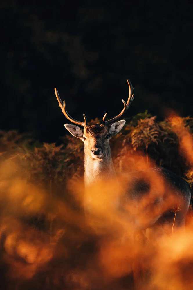 Blickkontakt mit einem majestätischen Hirsch in herbstlichen Farben.