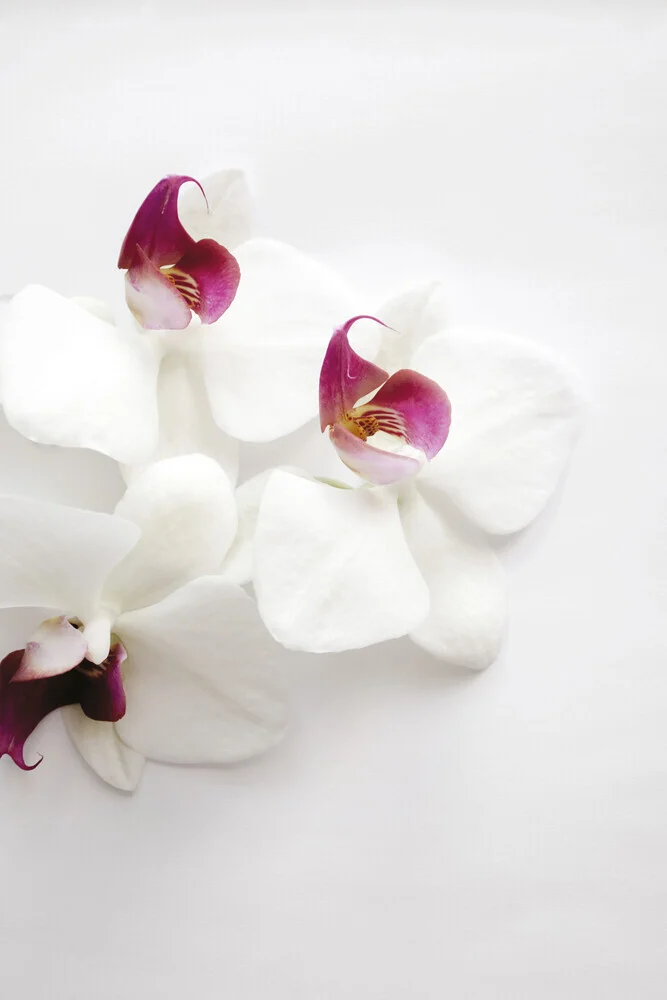 Photo art by Studio Na.hili: elegant white orchid on a soft background