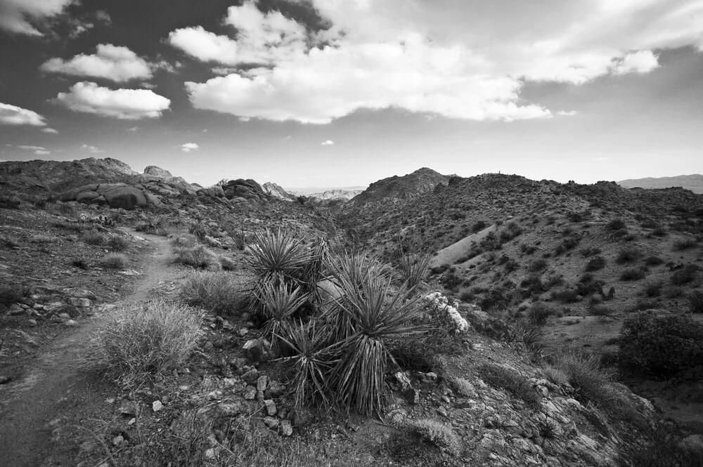 Joshua Tree National Park - fotokunst von Jakob Berr