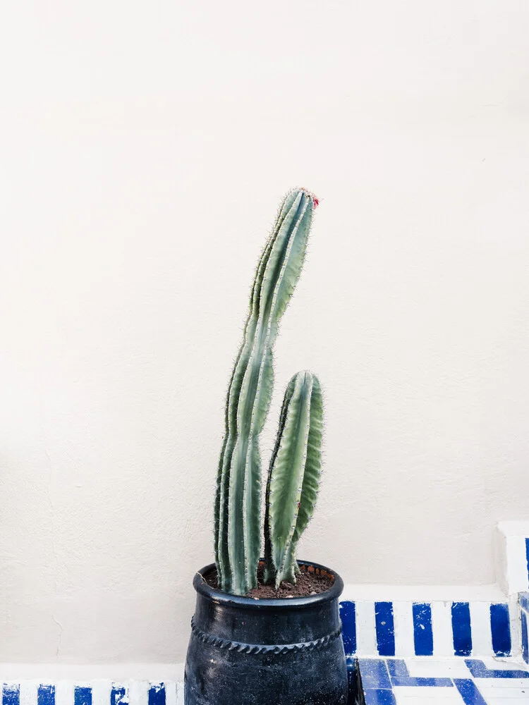 Photo art: minimalistic shot of a cactus in a Moroccan setting