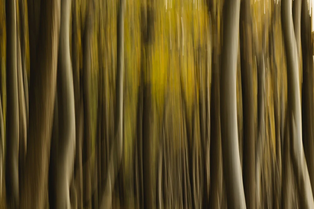 Blurred image of an autumn beech forest showcasing flowing structures