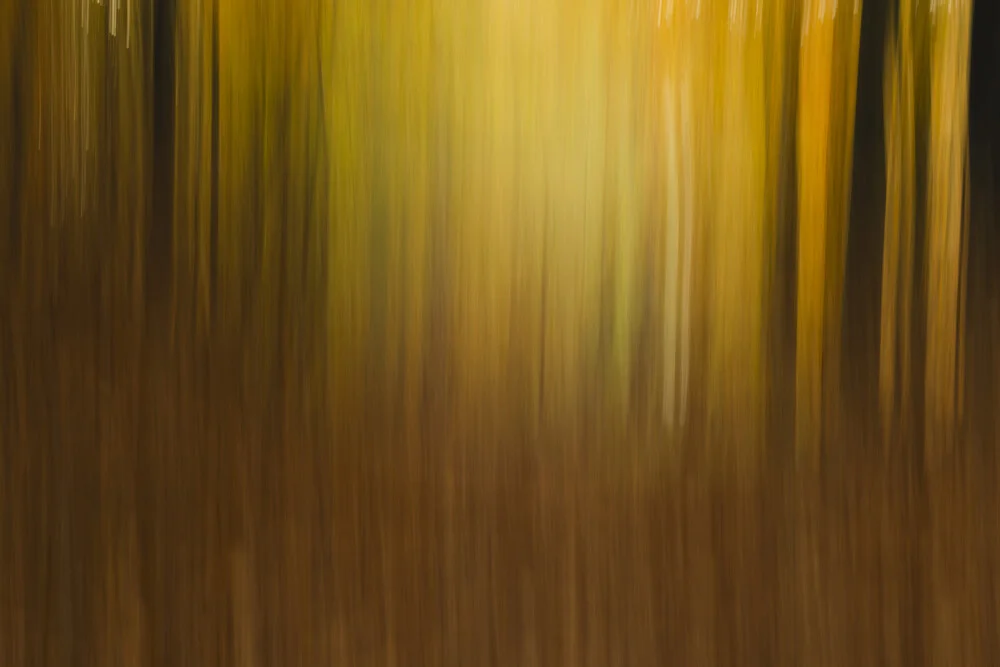 Blurred photo of an autumn beech forest, soft colors and movement.