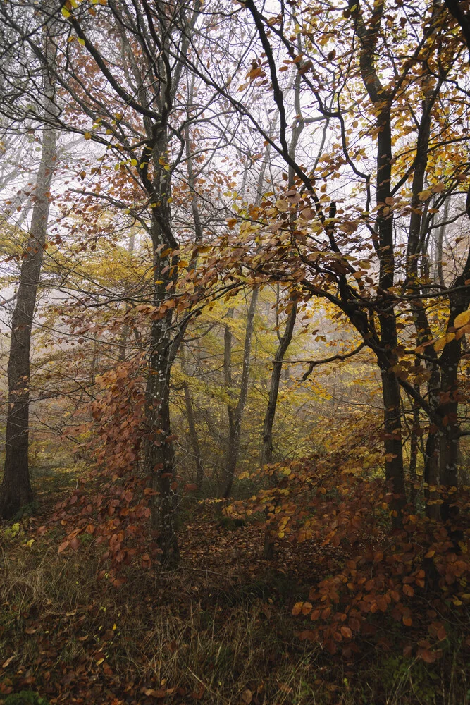 Fotokunst von Nadja Jacke: ruhiger Herbstwald mit Nebel zwischen den Bäumen