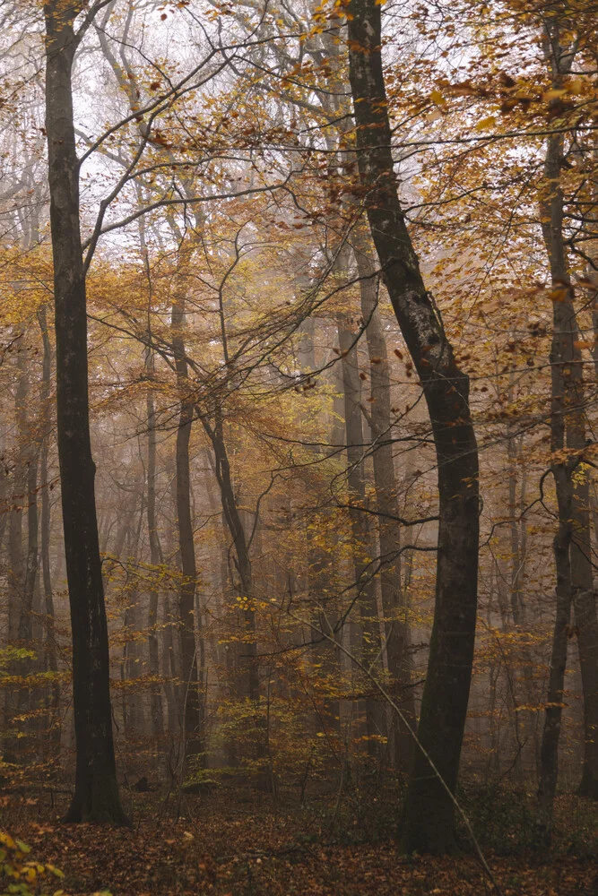 Photo art by Nadja Jacke: calm autumn woodland in soft misty layers