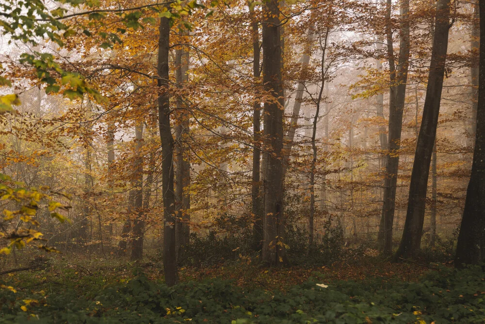 Photo art by Nadja Jacke: mist enveloping a serene autumn woodland