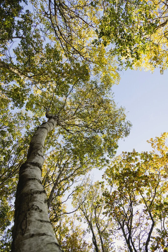 Photo art by Nadja Jacke: birch in an autumn deciduous forest, calm atmosphere