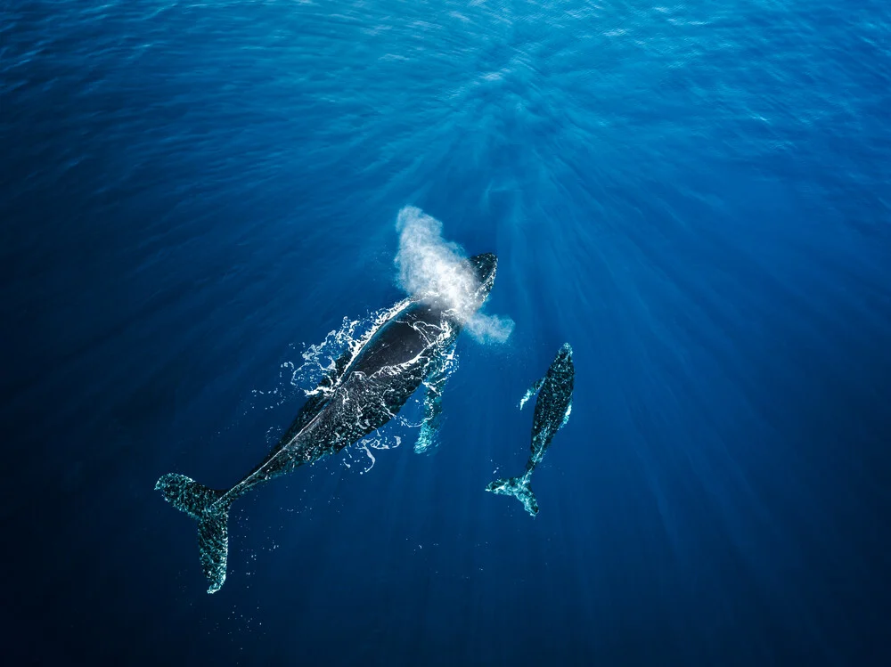 Photo art by Dennis Schmelz: a mother whale with her baby in the blue sea