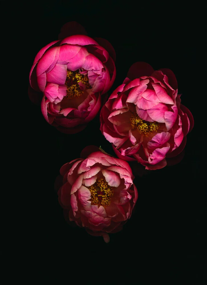 Photo art by Ramona Reimann: soft blossoms in gentle light