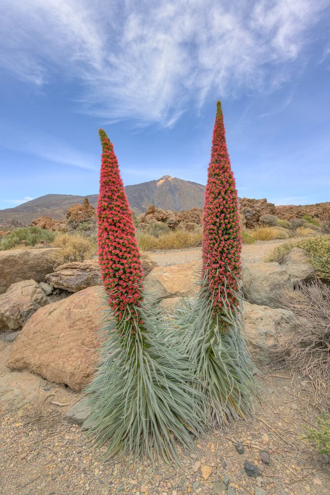 Landscape photo featuring blooming viper's bugloss on Tenerife with gentle hills in the background.