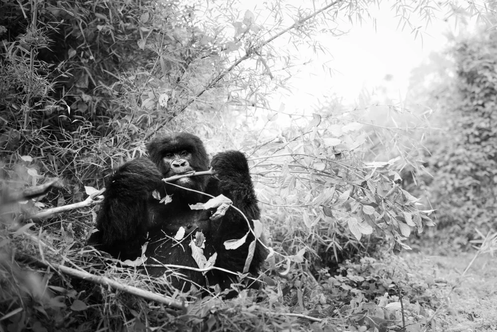 Wall art by Tillmann Konrad: calm portrait of a mountain gorilla in the rainforest