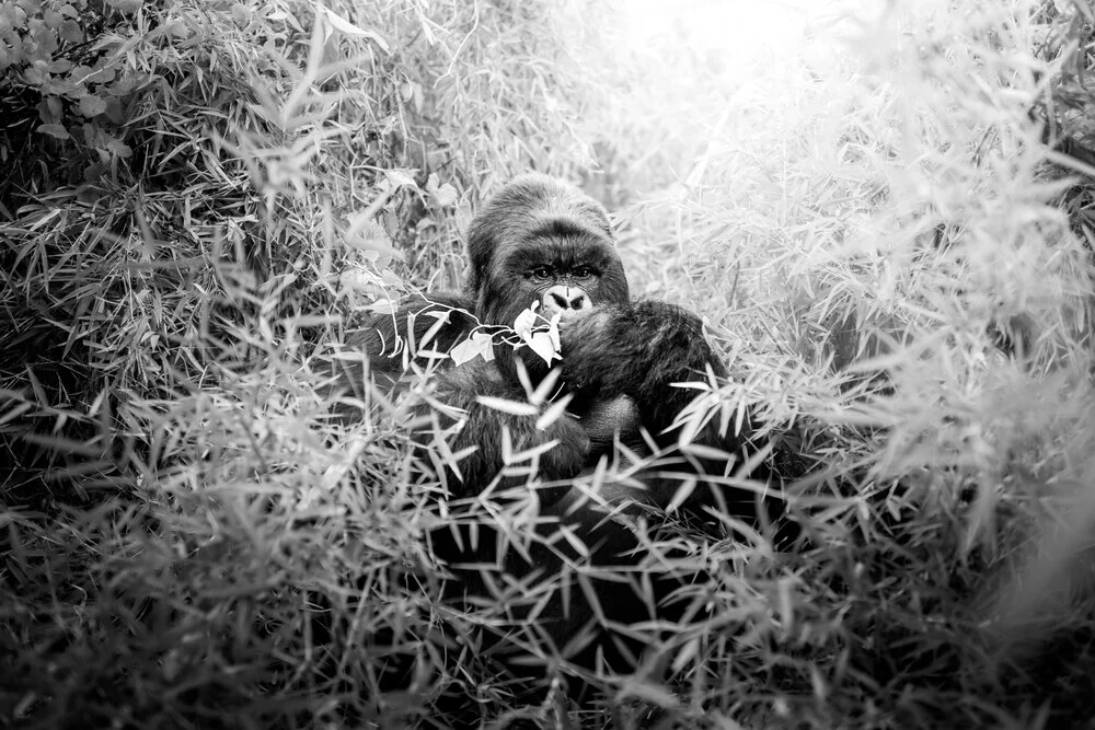 Photo art by Tillmann Konrad: portrait of a mountain gorilla in Rwanda's bamboo forest
