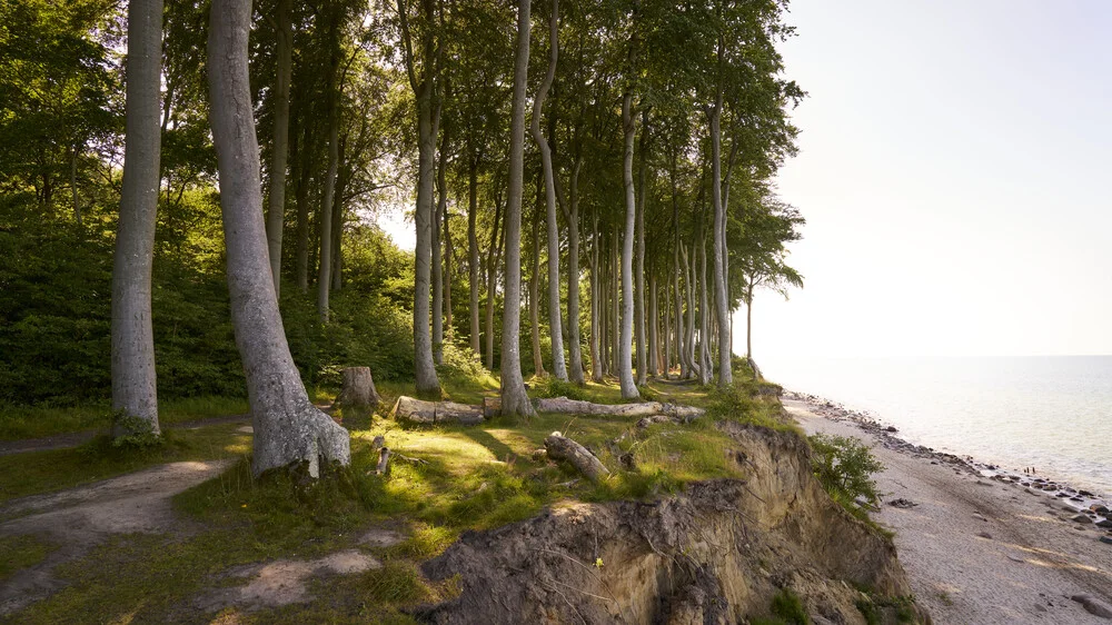 Fotokunst von Norbert Gräf: mystischer Gespensterwald mit sanftem Licht
